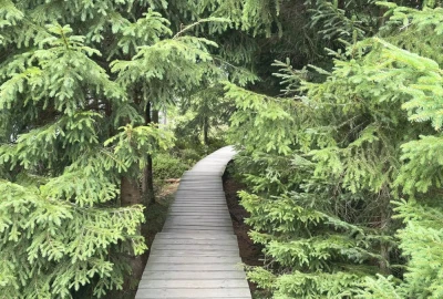 Auf magischen Pfaden: Wandern im Nationalpark Harz